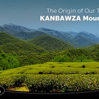 Daun Teh Assam Tea-ara dari Pegunungan Kanbawza, Negara Shan, Burma (dengan Sertifikasi hasil uji laboratorium bahwa bebas dari bahan pengawet, pewarna, atau kuman).-5