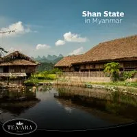 Daun Teh Hijau Tea-ara dari Pegunungan Kanbawza, Negara Shan, Burma.-2